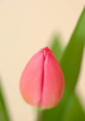 チューリップの蕾