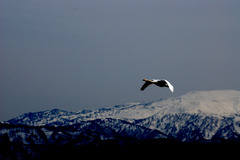 白鳥山を飛ぶ