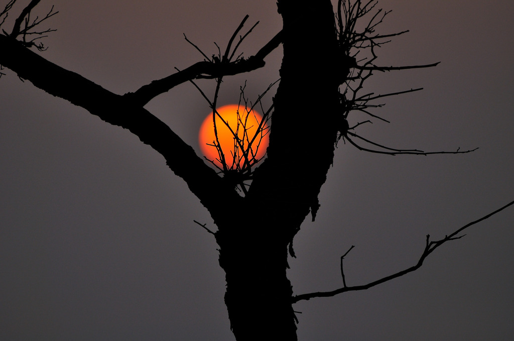 木に引っかかった夕日～♪
