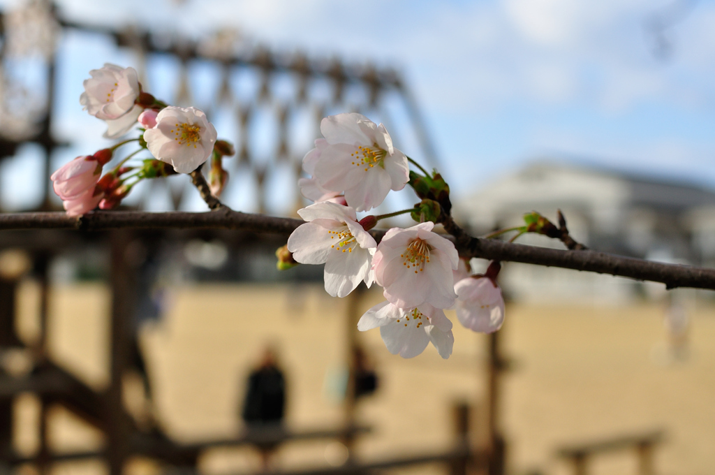 桜咲く校庭