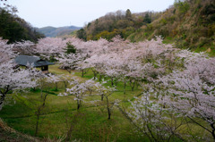 桜ももう終わりか・・