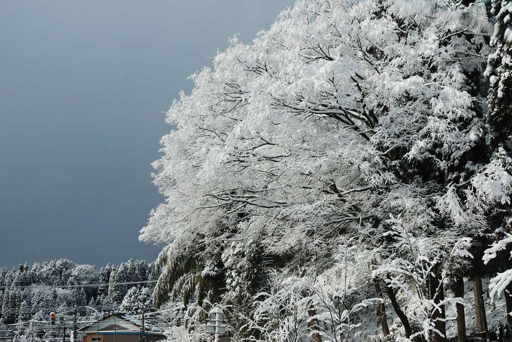 雪櫻