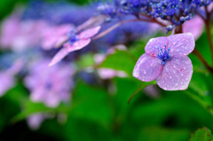 雨の中