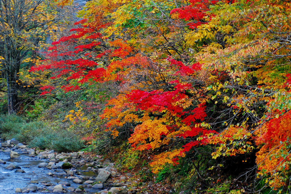 紅葉全開
