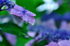 雨に濡れても