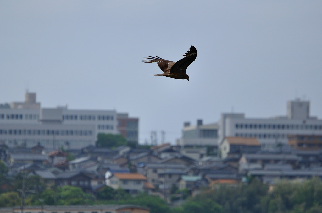 獲物はどこ・・