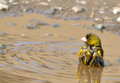 カワラヒワの行水