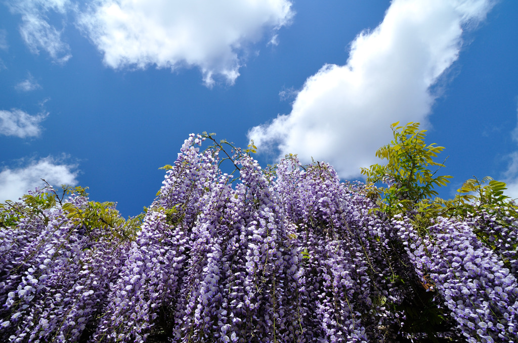 藤の花の香り