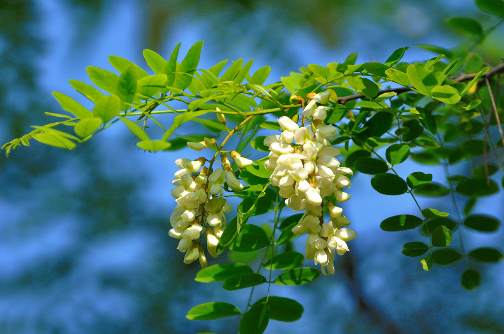 ニセアカシア