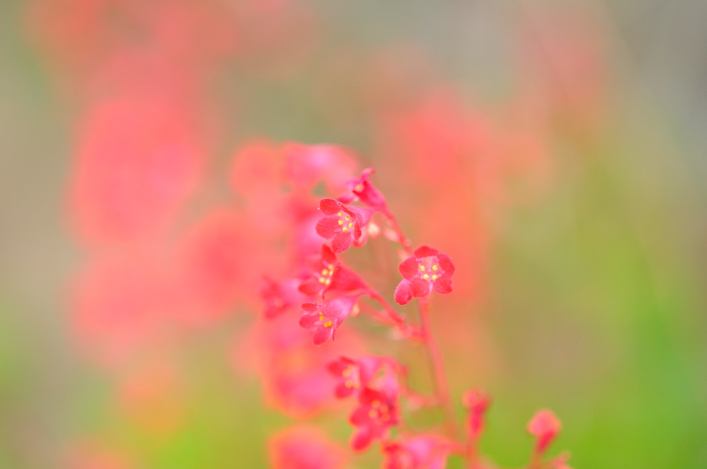 赤い小さな花