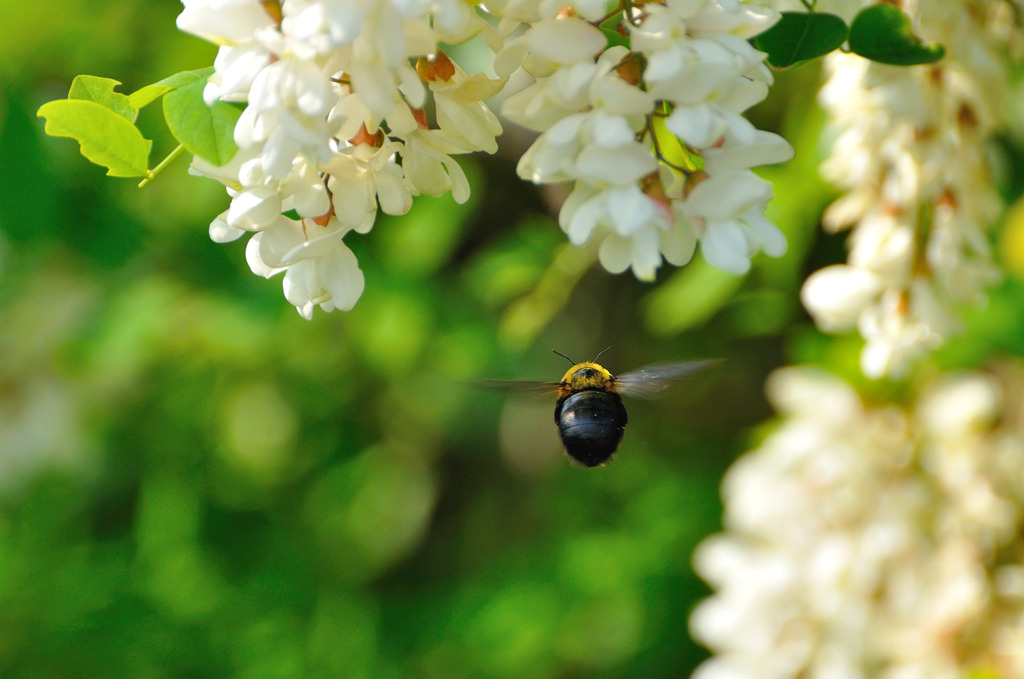 熊ん蜂の飛行