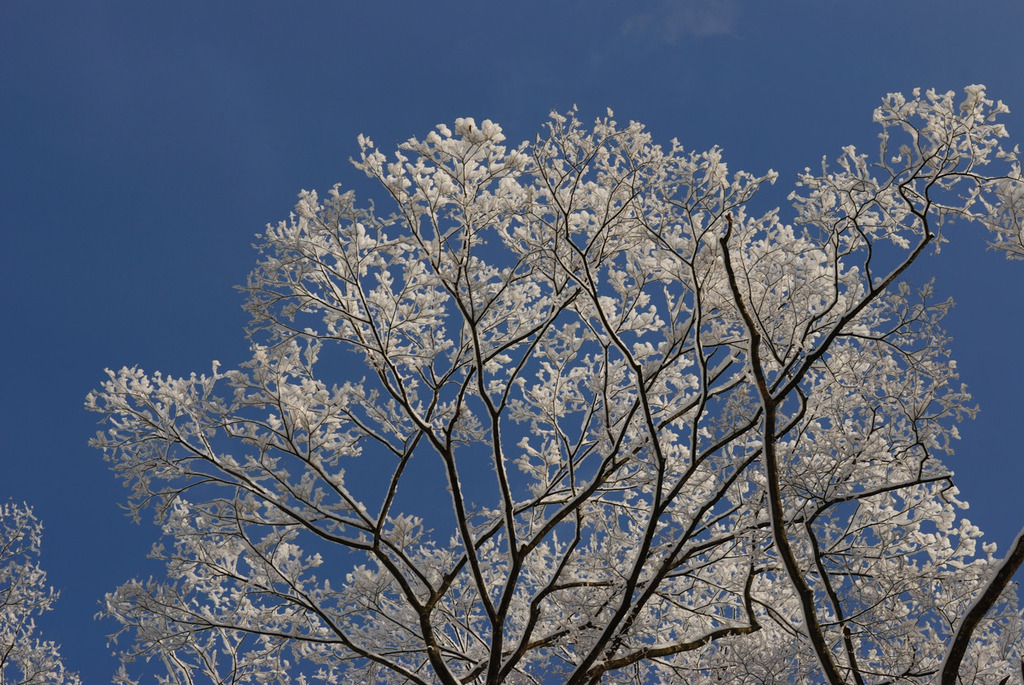 桜？満開