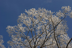 桜？満開