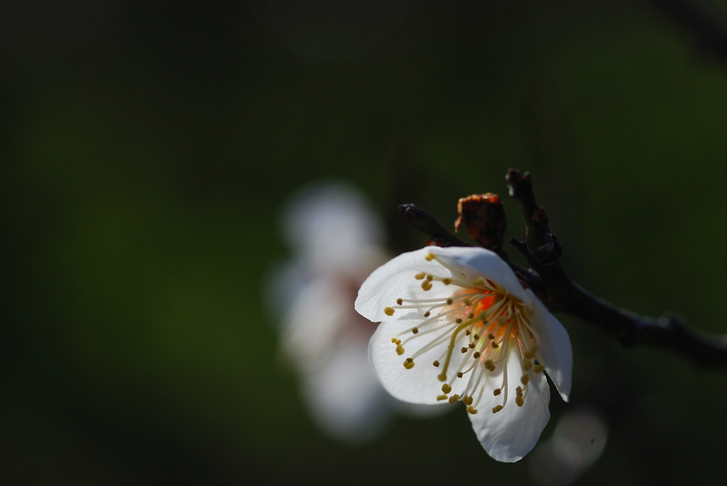 久しぶりの花