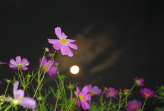 秋桜と月
