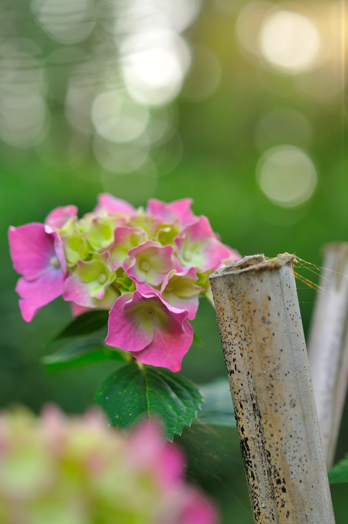 ピンクの紫陽花