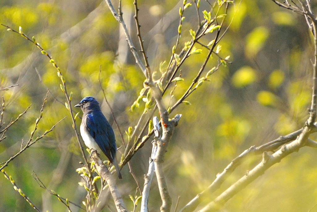 青い鳥