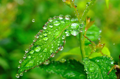 雨上がりの朝・・