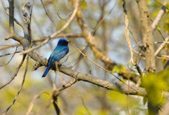 青い鳥♪