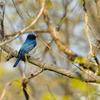青い鳥♪