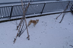 雪が降ってるよ。