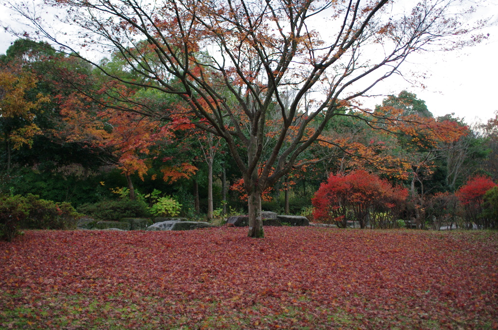 紅葉のじゅうたん