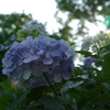 麻綿原高原の紫陽花