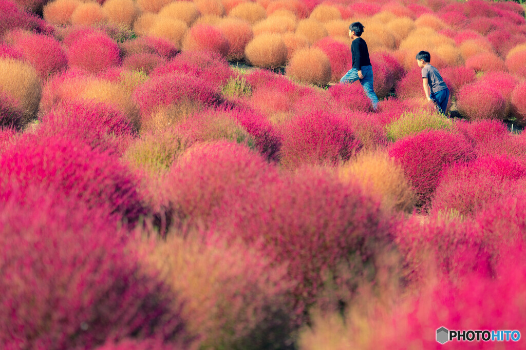 コキア