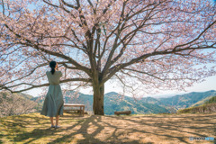 八京の一本桜