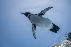 空飛ぶペンギン