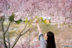 桜に届け