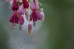 07 10 13 花水木と菜花の里 034