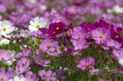 07 10 13 花水木と菜花の里 131