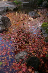 湖面のもみじ