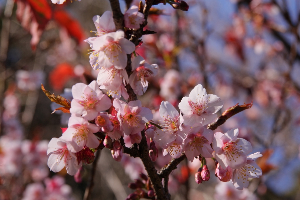 早咲きの桜