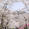 桜トンネル