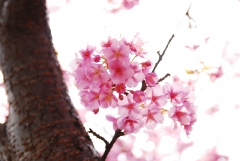 河津桜