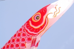 魚