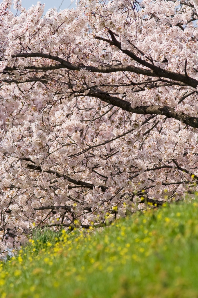桜と菜の花