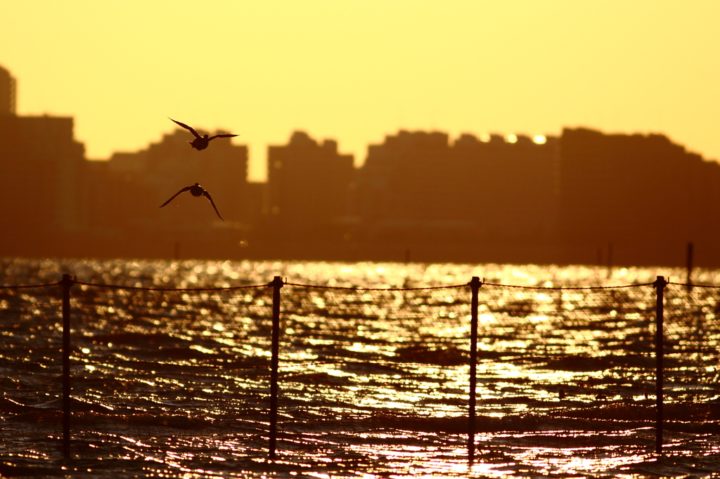 三番瀬夕景