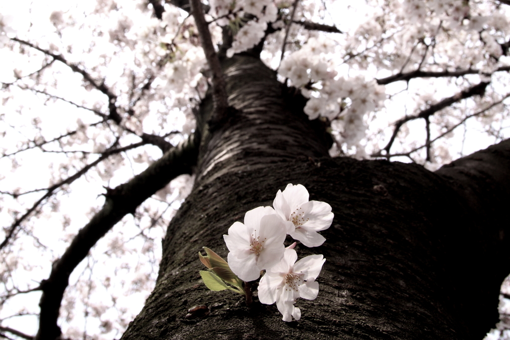 SAKURA