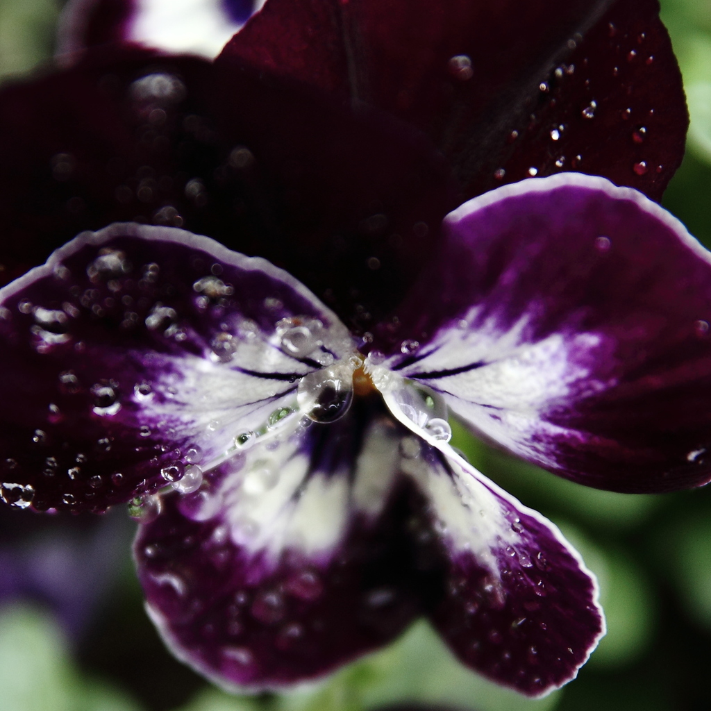 Butterfly dances in the rain