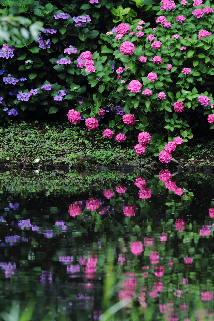 紫陽花