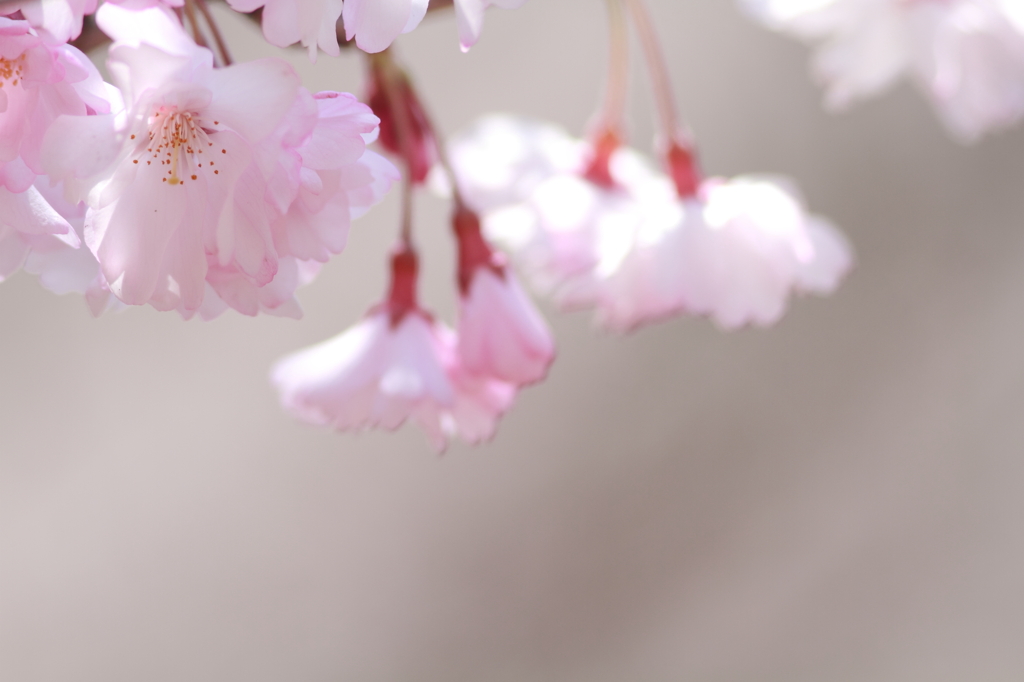 光桜