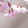 光桜