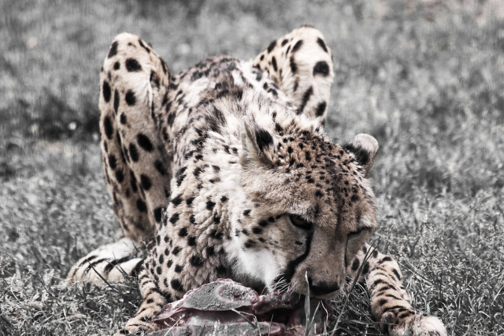 Cheetah