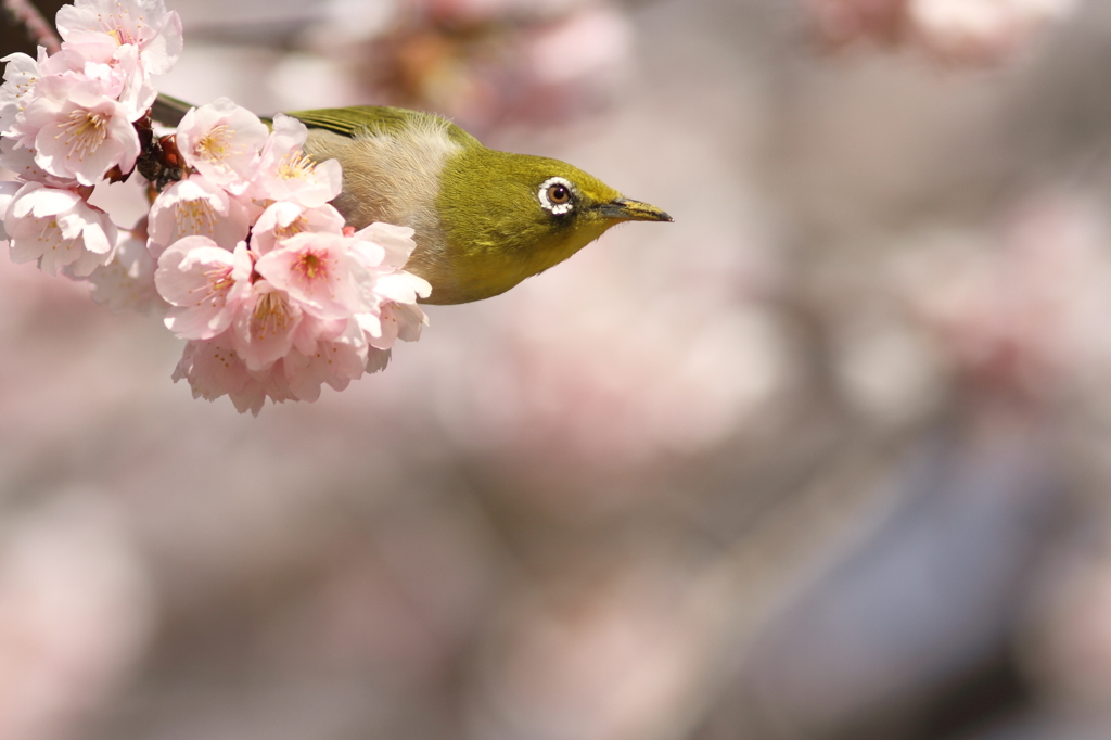 寒桜とメジロ