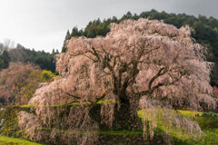 又兵衛桜　もうすぐ満開