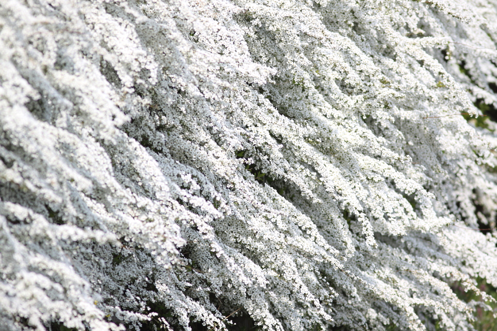 雪景色