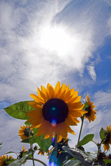 Sun & Sunflower